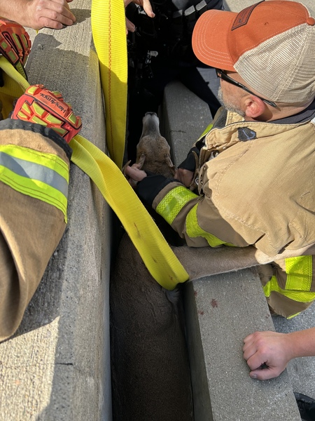 Deer Trapped Between Concrete Barriers On I-75 Monday