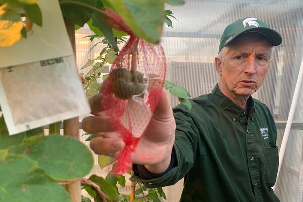 MSU Researchers Have Spent Decades Breeding Better Potatoes for Chips, and Their Work Isn't Done