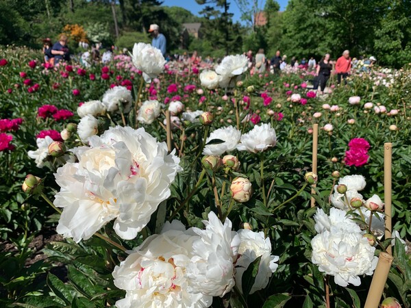 Thousands Making Annual Peony Pilgrimage To U Of M’s Garden