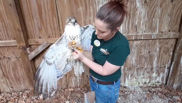 Howell Nature Center Rehabilitates, Releases Red-Tailed Hawk
