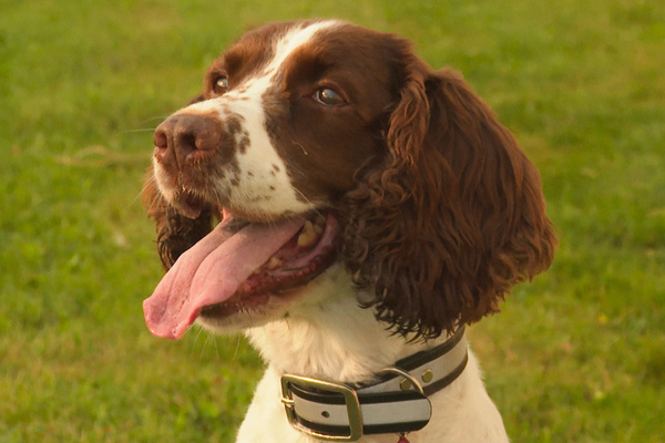 Former K-9 Maple "Busy As A Bee" Sniffing Out Threats To MSU Colonies