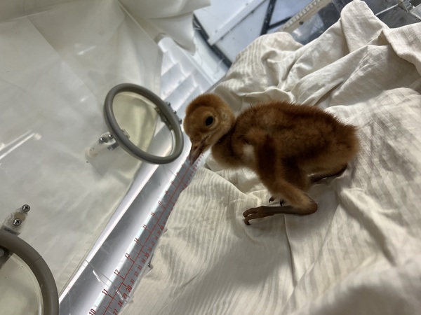 Howell Nature Center Reaches Goal for New Incubator in 45 Minutes