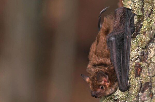 Metroparks Host Nocturnal Wildlife Weekend Programs