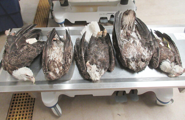 MI DNR Seeks Tips About Dead Bald Eagles in UP