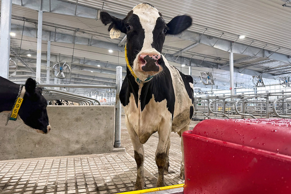 Monday Marked "Moo-ving Day" For Dairy Cattle At MSU