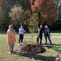 Community Tree Planting Event Friday In City Of Howell
