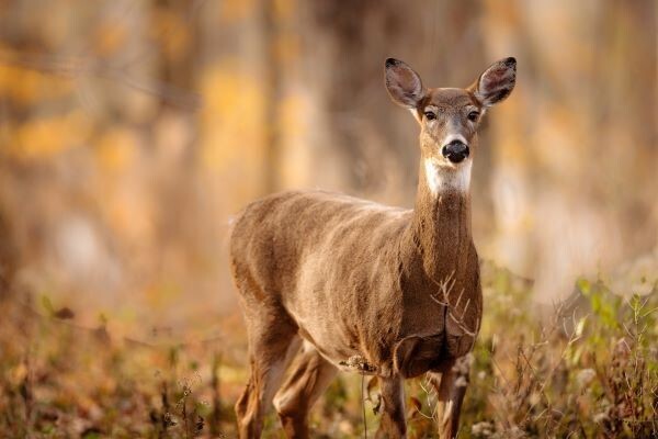 MI Firearm Deer Hunting Season Opens Saturday