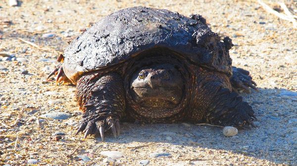 Man Caught Taking Turtles From Kensington Metropark