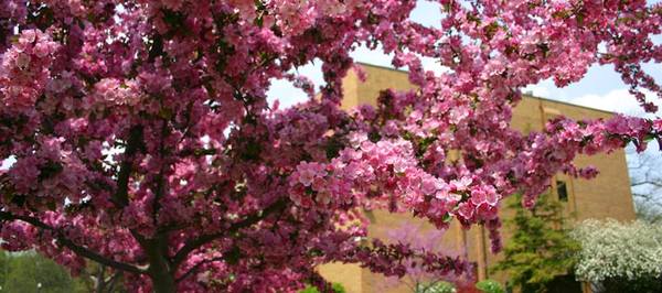 City of Howell Hosting 32nd Annual Arbor Day Celebration Friday