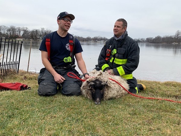 Brighton Firefighters Rescue Sheep On Thin Ice