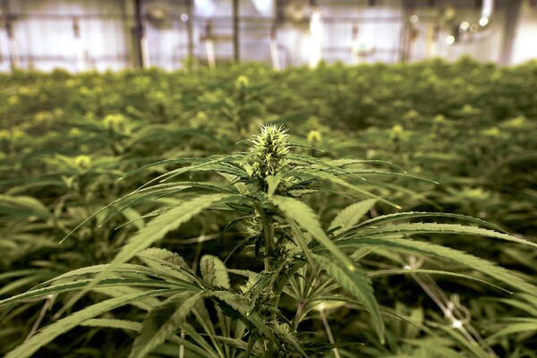 Trump Admin Reclassifies State-Licensed Medical Marijuana as Less-Dangerous Drug in a Historic Shift